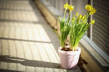 Yellow narcissus flower or daffodil in a sunny day