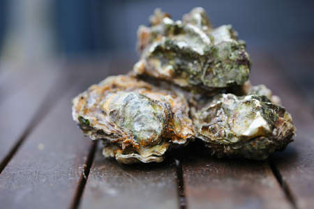 Raw oyster on wooden table with a close view