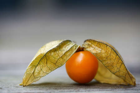 Physalis or Chinese lantern fruit decorated on a wooden tableの写真素材