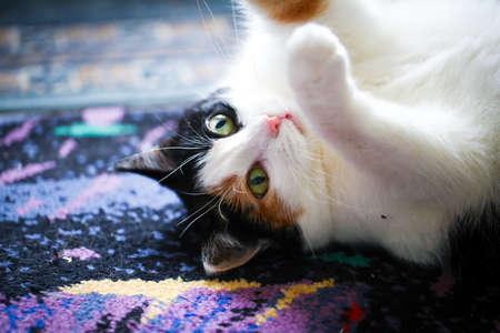 Fat calico cat with a sad face in a closeup view indoor.の写真素材