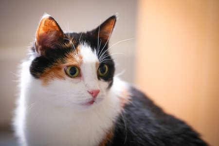 Fat calico cat with a sad face in a closeup view indoor.の写真素材
