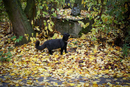 A female black cat playing outdoor in an autumn dayの写真素材