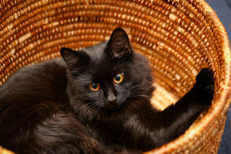 A female black cat playing indoor and showing her curiosityの写真素材