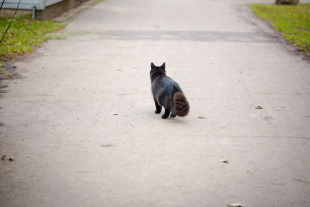 A female black cat playing outdoor in an autumn dayの写真素材