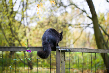 A female black cat playing outdoor in an autumn dayの写真素材