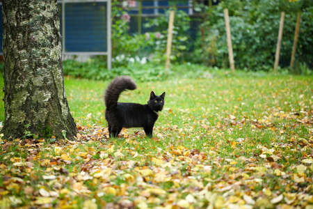 A female black cat playing outdoor in an autumn dayの写真素材