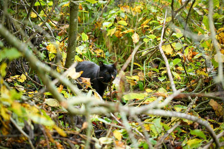 A female black cat playing outdoor in an autumn dayの写真素材