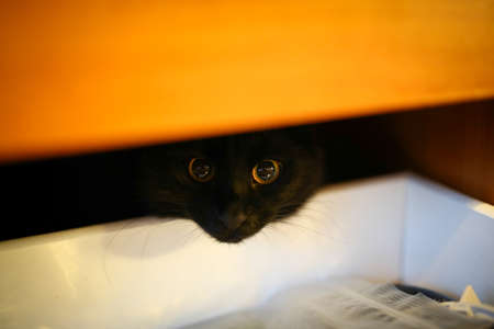 A female black cat hiding and showing her curiosityの写真素材