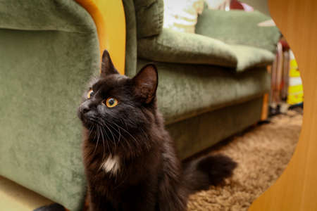 A female black cat playing indoor and showing her curiosityの写真素材
