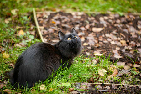 A female black cat playing outdoor in an autumn dayの写真素材