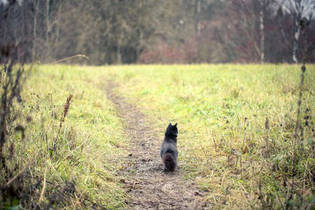 A female black cat playing outdoor in an autumn dayの写真素材