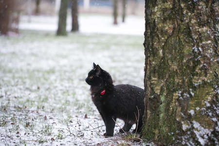 Black cat plays outside in a snowy dayの写真素材