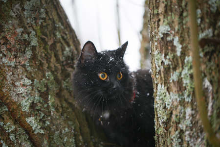 Black cat plays outside in a snowy dayの写真素材
