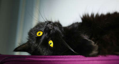 Black cat shows curiosity with big open eyes inside a houseの写真素材