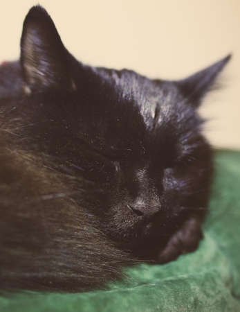 Black cat sleeping on a green couchの写真素材