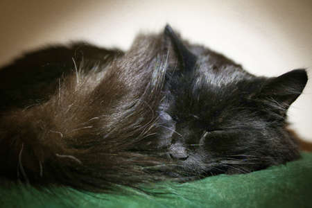 Black cat sleeping peacefully on a couch