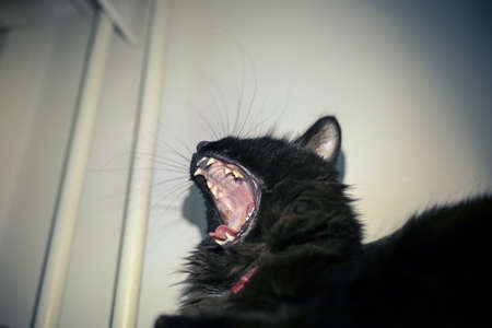 Black cat yawning and showing sharp teeth
