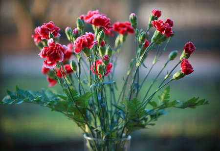 Carnation flowers or clover pink on a spring afternoonの写真素材