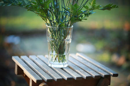 Carnation flowers or clover pink on a spring afternoonの写真素材