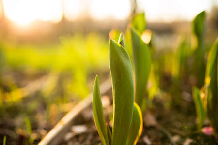Growing tulip plants under sunlight in Soft focus shoot.の写真素材