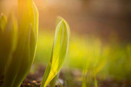 Growing tulip plants under sunlight in Soft focus shoot.