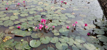 water lilies in river and leafの写真素材