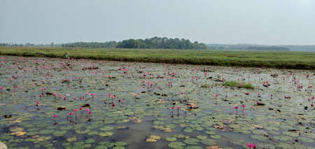 water lilies and rice fieldの写真素材