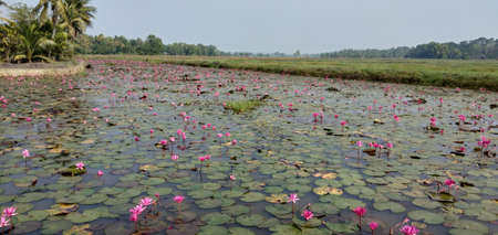 full of water lilies ina riverの写真素材
