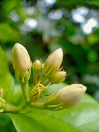 jasmine buds in close up viewの写真素材