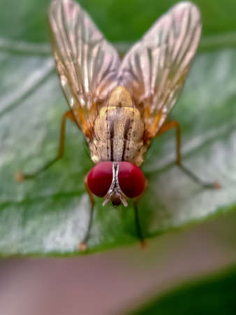 house fly on a leaf macroの写真素材