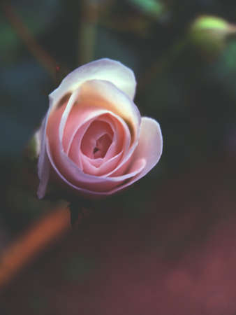 rose flower isolated and close up view