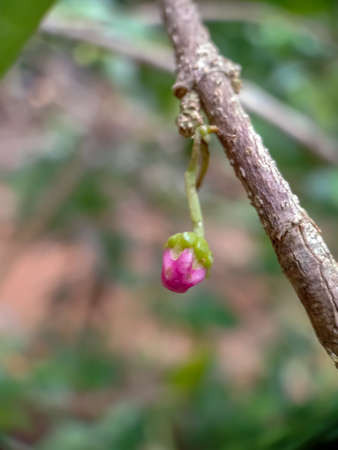 cherry buds and a branch