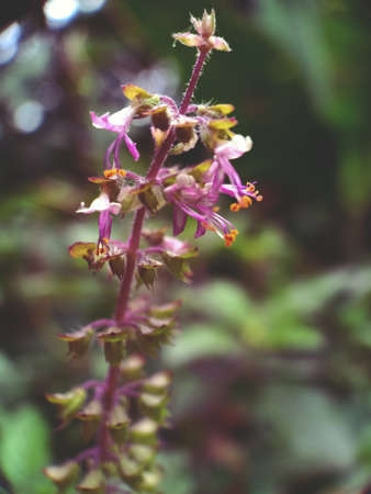 basil plant and purple flower close up