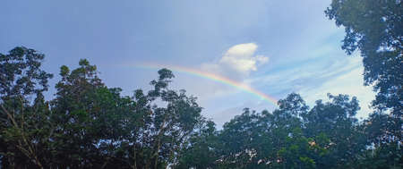 rainbow and tree branches in keralaの写真素材