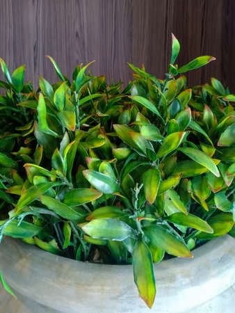 artificial plant in a potの写真素材