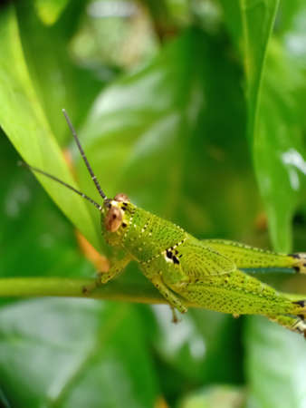 grasshopper on a plantの写真素材