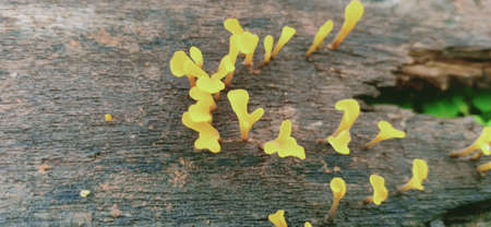 Yellow micro flowers on a woodの写真素材