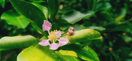 Cherry blossom and buds a view from Keralaの写真素材