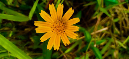 sphagneticola trilobata Sphagneticola trilobata, the yellow flower that bloom perfectly during the bright morning hours.の写真素材