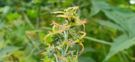 Bunch of wild flower in close upの写真素材