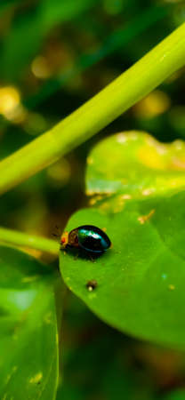 Glowing insect on a leafの写真素材