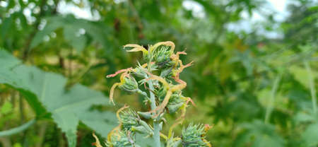 Bunch of wild flower in close upの写真素材