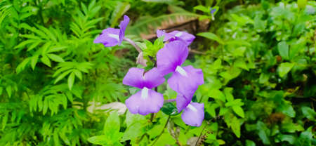 Otacanthus caeruleus (Blue Hawaii, Brazillian Snapdragon, Amazon Blue) ; A plentiful & brightly purple flowers, blooming on long bouquet at tip. eye-catching. will attract butterflies & hummingbirds.の写真素材