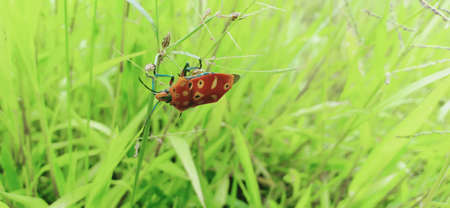 Beautiful insect on a grassの写真素材