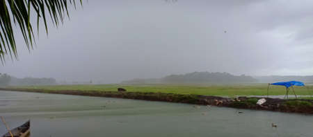 Cloudy sky rainy season ducks in the waterの写真素材