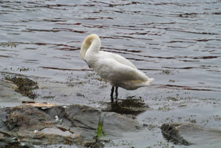 Swans at the rocky shore of a lake a view from ,Kristiansand, Norwayの写真素材