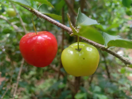 red ripe Barbados cherry and green cherry on a branch with leafの写真素材