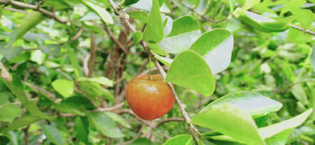 Barbados cherry, Malpighia glabra Linn fruit in nature gardenの写真素材