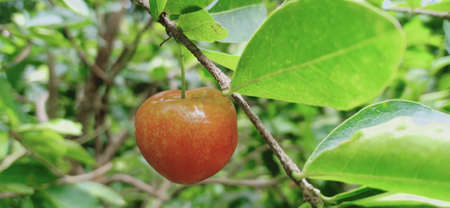 Barbados cherry, Malpighia glabra Linn fruit in nature gardenの写真素材