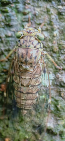 Beautiful Cicada on a tree close up viewの写真素材